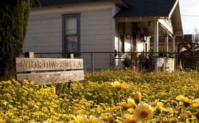 Sowing Wildflowers Across Los Angeles as Hyperlocal Public Art