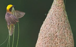 The Beauty of Function in Creatures' Constructions