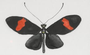 The Artistic Influence of an Overlooked Explorer