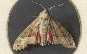 Biodiversity Traced in Over 2 Million Natural History Museum Images