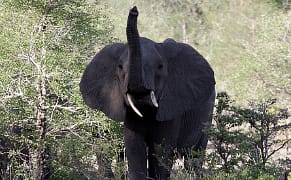 Museums, Musicians, and Antiques Dealers Resist Harsh New Ivory Restrictions