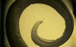 Portraying the Monstrous Elegance of Parasites with Tintypes