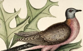 Extinct Feathers Flock Together at Smithsonian