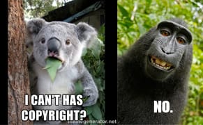 US Copyright Office Says Animal Authors Aren't Protected by Copyright