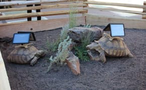 Cai Guo-Qiang Turns Tortoises into Art, Raising Animal-Rights Concerns [UPDATED]