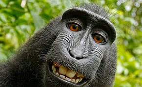 Going Ape Over a Photograph's Copyright