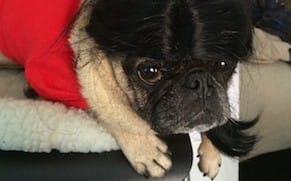 The Puppy Is Present