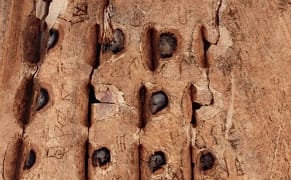 Oracle Bones: A 3,000-Year-Old Voice of the Dead