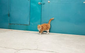 Looking at Cats with Ai Weiwei