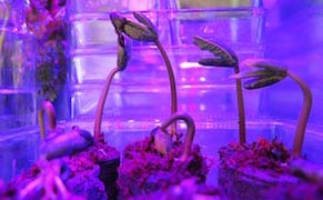 "Naturally Hypernatural" Conference at SVA Explores the Meaning of Nature in the 21st Century