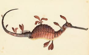 Natural History Watercolors by a 19th-Century Convict