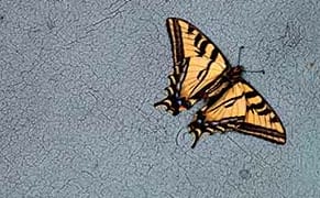 New Monograph Explores Our State of Being Like "Characters in a Disaster Movie"