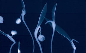 Archiving Eden Ahead of the Apocalypse