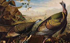 Giving Thanks with John James Audubon's Beloved Turkeys