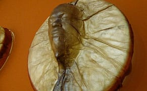 A Traditional Native Practice, Given Modern Form