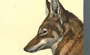 Latin American Naturalists Step Out of the Shadows