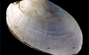 The World's Oldest Art May Be This 430,000-Year-Old Zigzag on a Shell