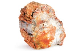 Letters of Woe and Curses Returned with Stolen Pieces of the Petrified Forest