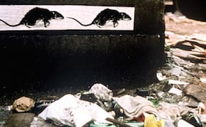 Christy Rupp on Rats, Geese, and the Ecology of Public Art