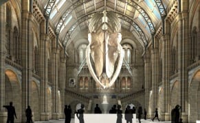 A Blue Whale Dethrones a Dinosaur as Natural History Museums Embrace Their Research Side