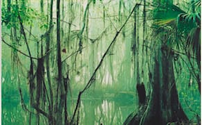 Looking Beyond the Myths of the Everglades