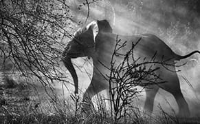 Wim Wenders Trains His Lens on a Photojournalist