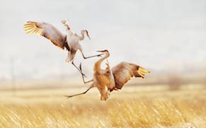 Photographers of a Feather Flock to Audubon Competition