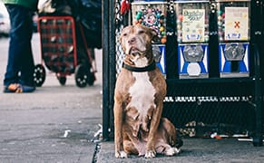 Living the Ruff Life in New York City