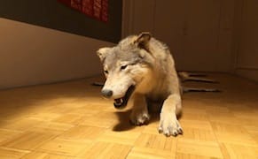 Exploring the Terrain of Contemporary Native American Art