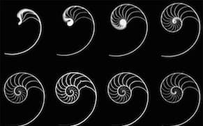 Does the Golden Ratio Not Measure Up?