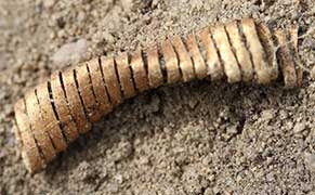 2,000 Ancient Gold Spirals Unearthed in Denmark