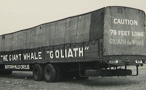 When Rotting Whales Were Toured as Sideshow Spectacles