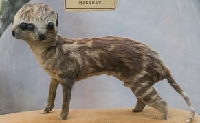 Dusting Off Victorian Science Specimens, from Two-Faced Kittens to Slug Models