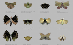 A Twitter Bot That Generates Beautiful, Imaginary Moths