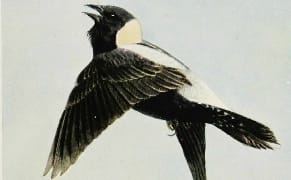 The World's Largest Wildlife Sound Archive and the Urgency of Preserving Noise