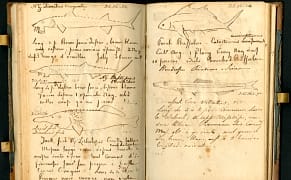 How Audubon Pranked a Fellow Naturalist with a Bulletproof Fish