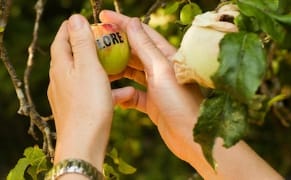 Printing a Poem on an Orchard’s Apples