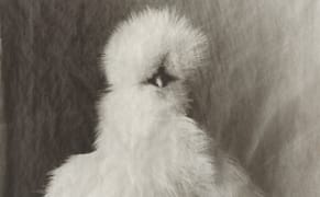 Portraits of Contemplative and Cocky Poultry