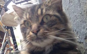 Cat Running for Canadian Parliament on Anti-Graffiti Platform