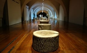 Disassembling a Dying Ash Tree so It Can Be Reborn