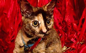 Learning Greensboro: When Personal Life Becomes Public History (Part 1)