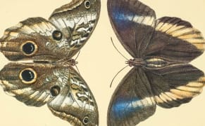 The Resurrection of a Lost 19th-Century Butterfly Manuscript