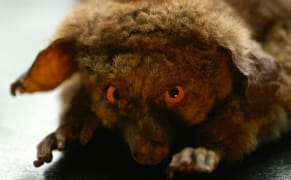 Praising the Scientific Contributions of Clergy Naturalists