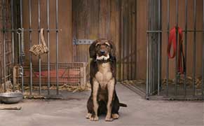 Secret Canine-Hater Wes Anderson Is Making a Stop-Motion Film About Dogs