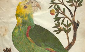The Fantastic 17th-Century Book of Birds, Made from Feathers