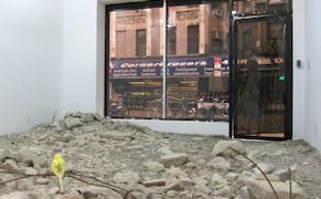 Live Parakeets and Bullfrogs Amid the Wreckage of War