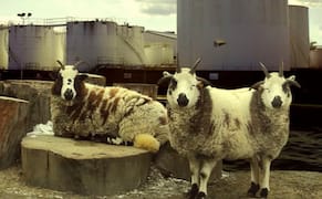 Vermont College of Fine Arts Offers New Scholarships for MFA in Visual Art