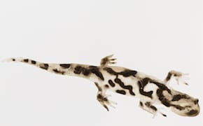 Alexis Rockman Captures Long Island's Flora and Fauna in Dirty Field Drawings