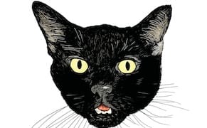 An Illustrated Study of Black Cats, the "Little Aliens" of the Feline World
