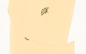 Folded and Fragmented Drawings of the Natural World